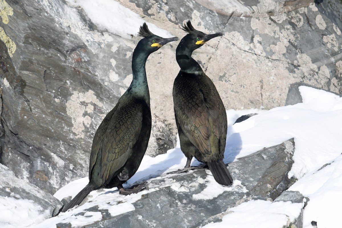 European Shag - ML645167943