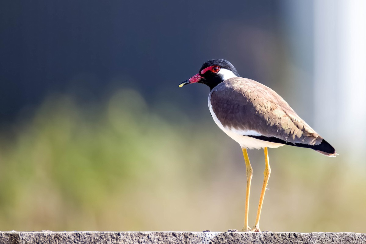 Red-wattled Lapwing - ML645167945