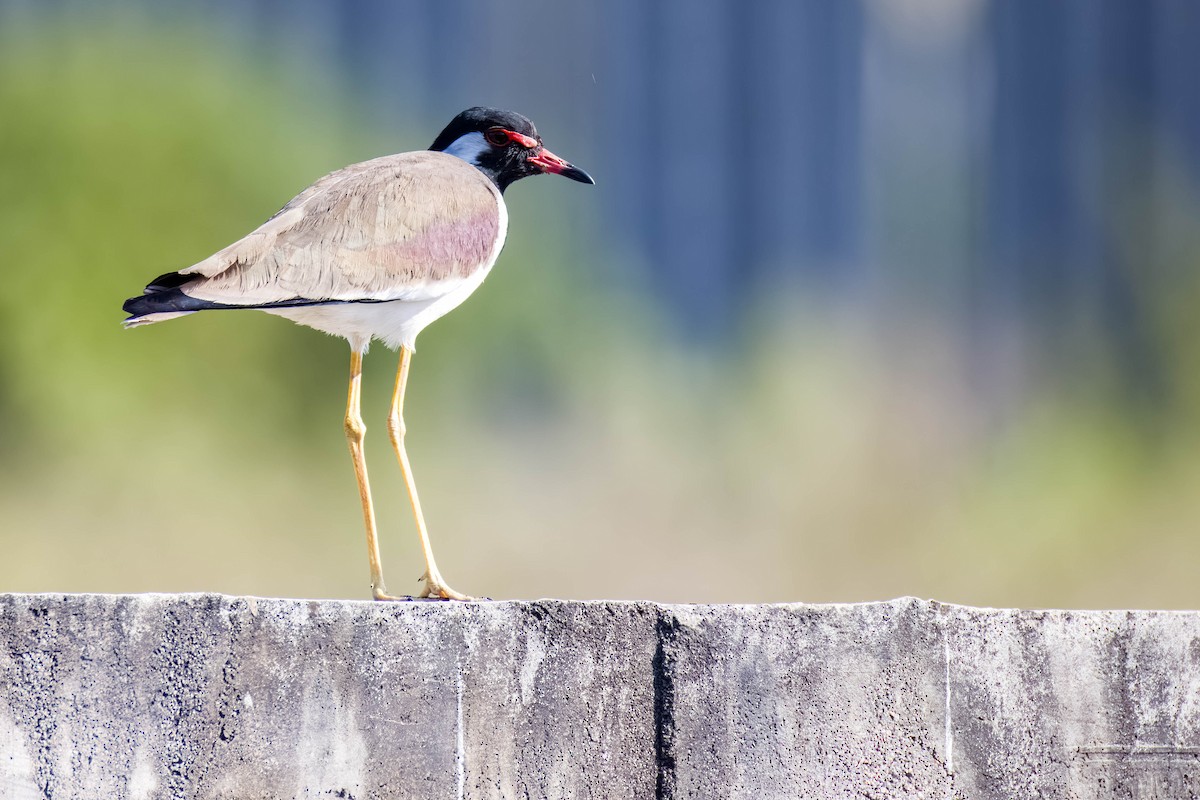 Red-wattled Lapwing - ML645167946