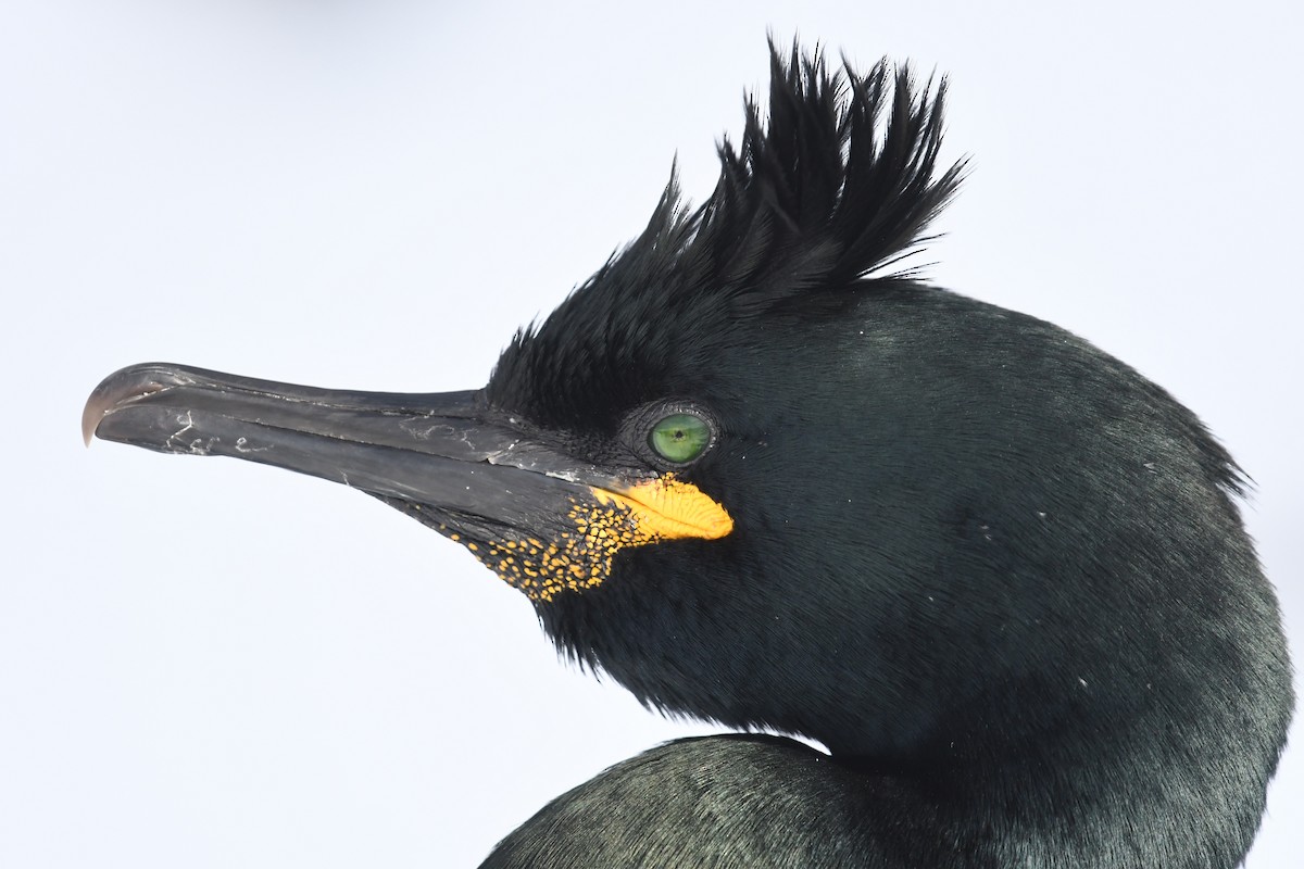 European Shag - ML645167947