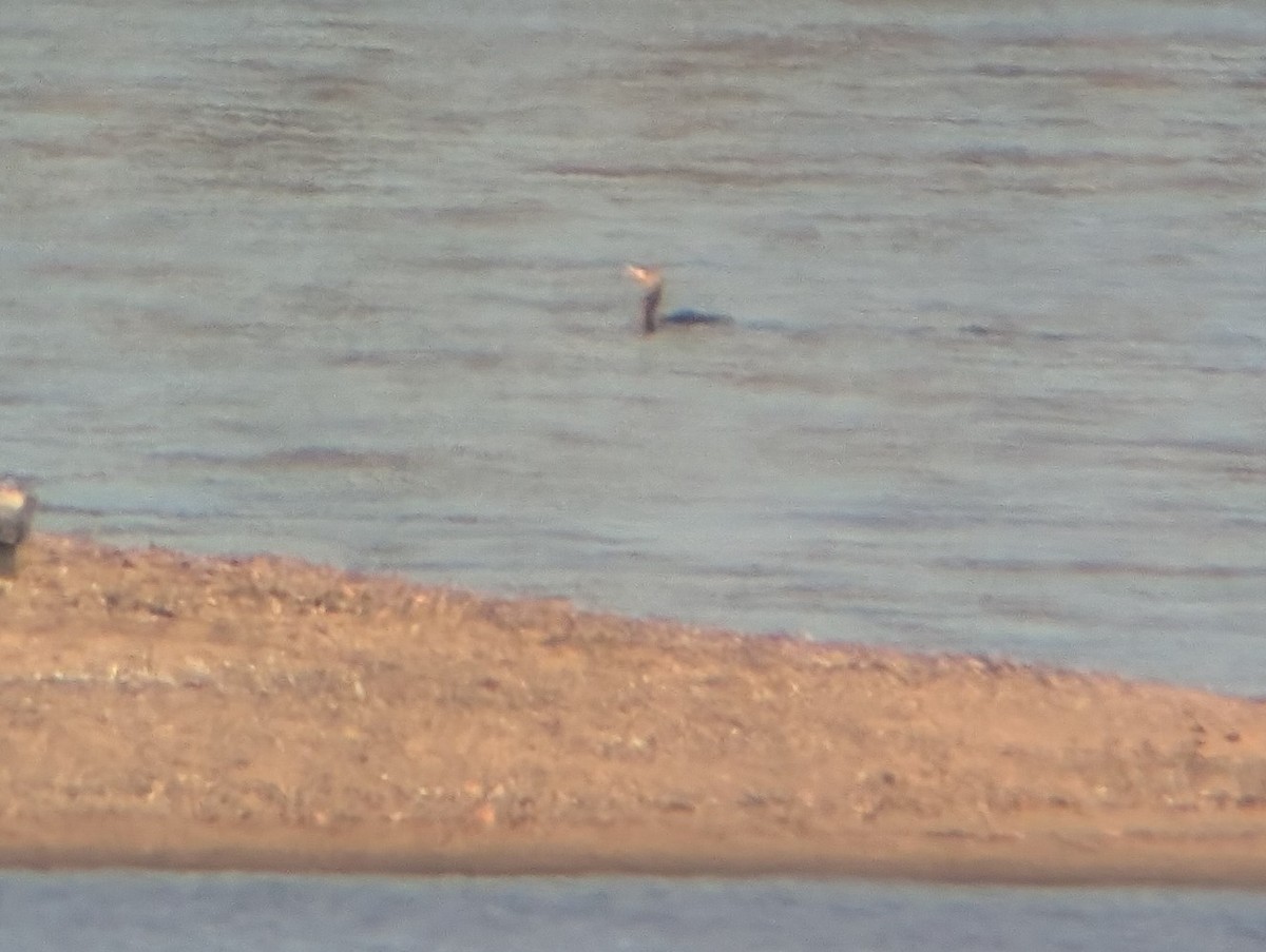 Double-crested Cormorant - ML645167948