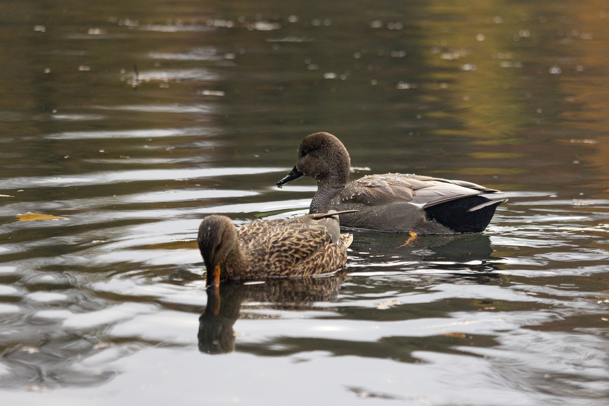 Ánade Friso - ML645167949