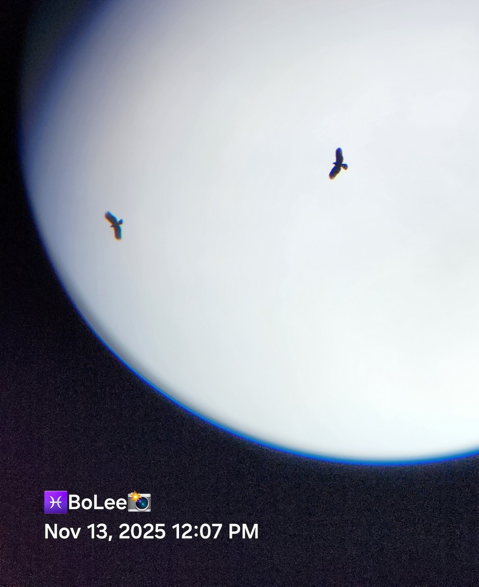 hákozobec neotropický - ML645167951