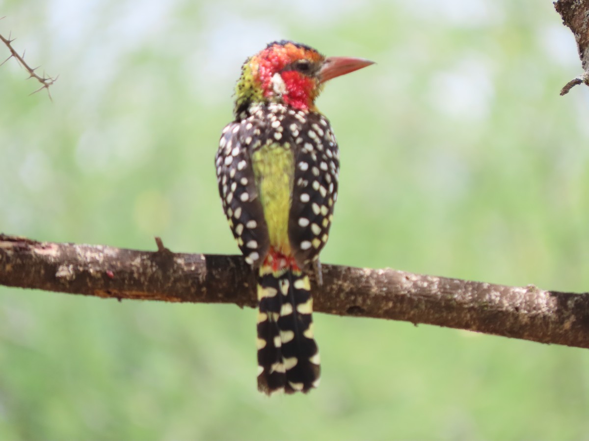 Red-and-yellow Barbet - ML645167952