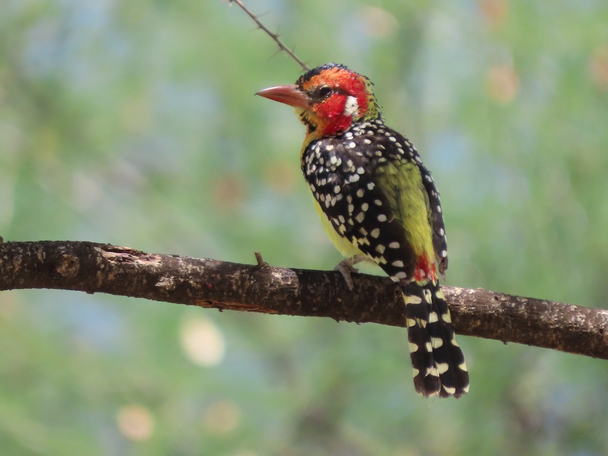 Red-and-yellow Barbet - ML645167953