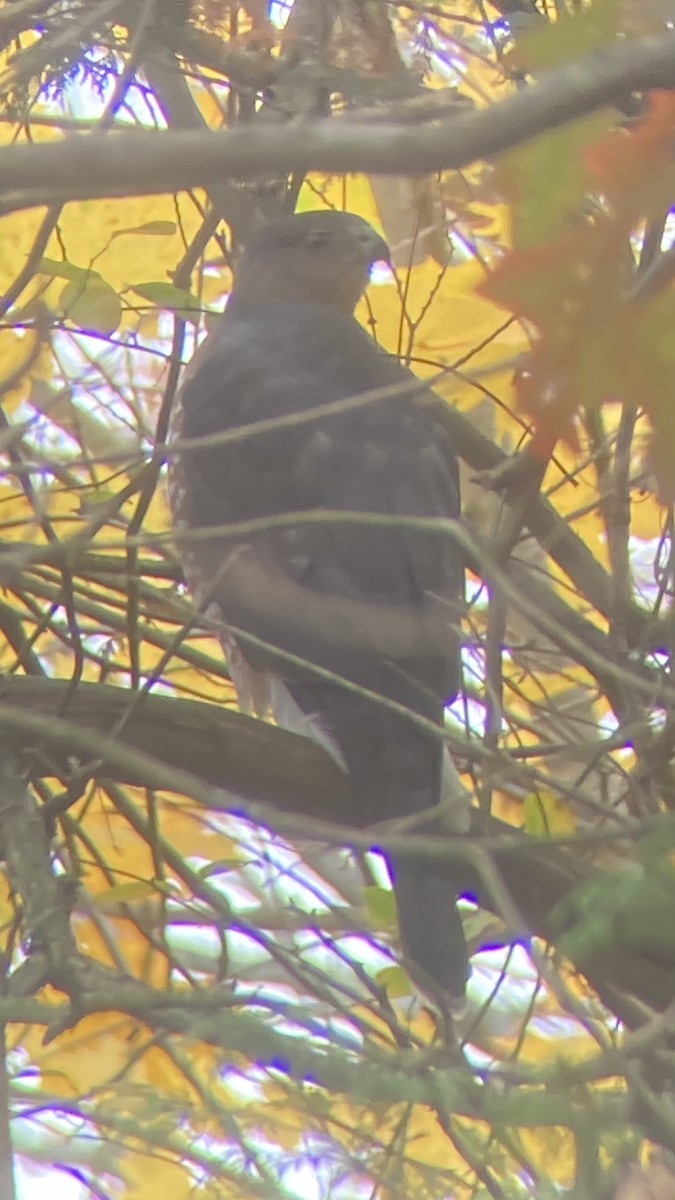 Cooper's Hawk - ML645167955