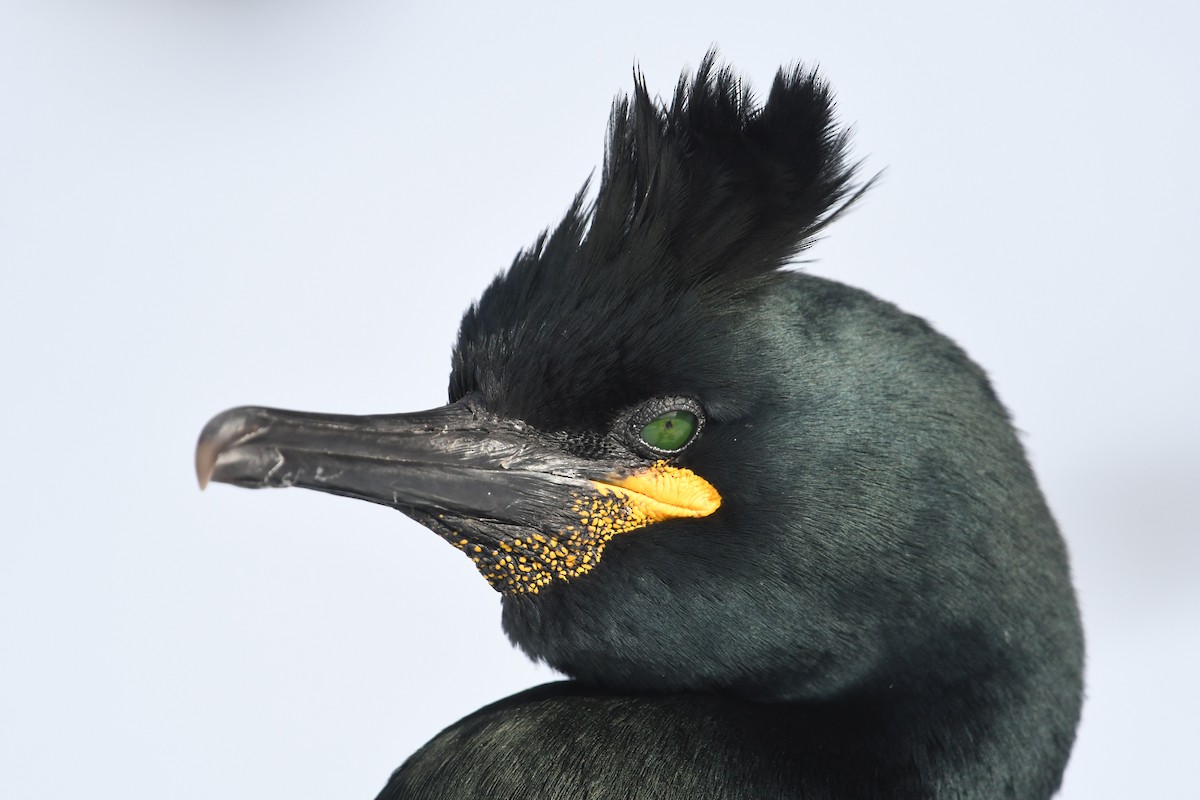 European Shag - ML645167956