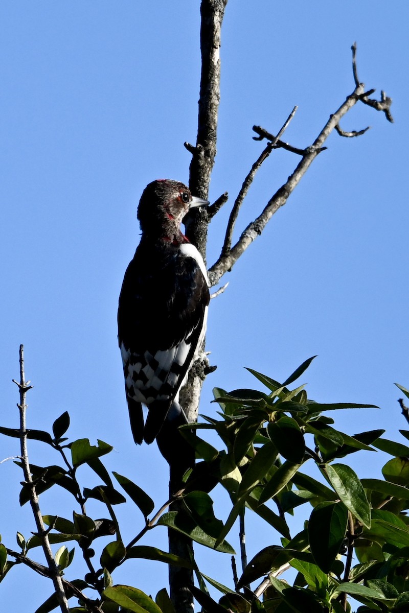 Red-headed Woodpecker - ML645167957