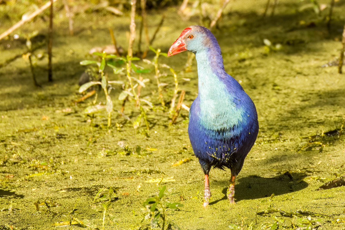 Gray-headed Swamphen - ML645167959