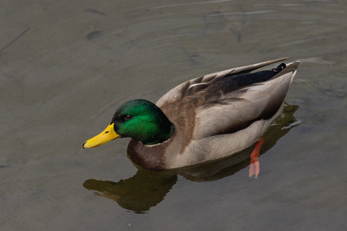 Mallard - ML645167960