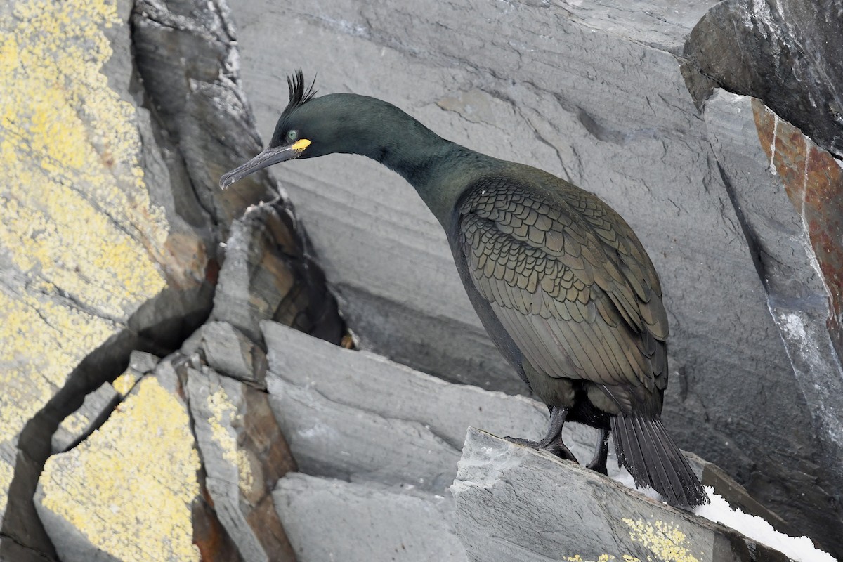 European Shag - ML645167961