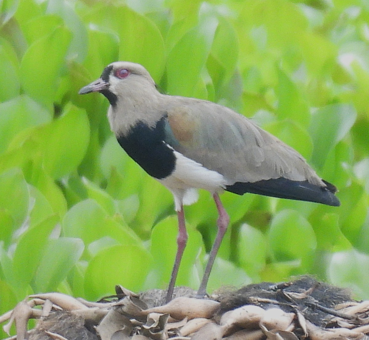 Southern Lapwing - ML645167962
