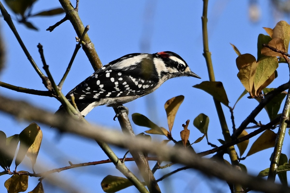 Downy Woodpecker - ML645167963