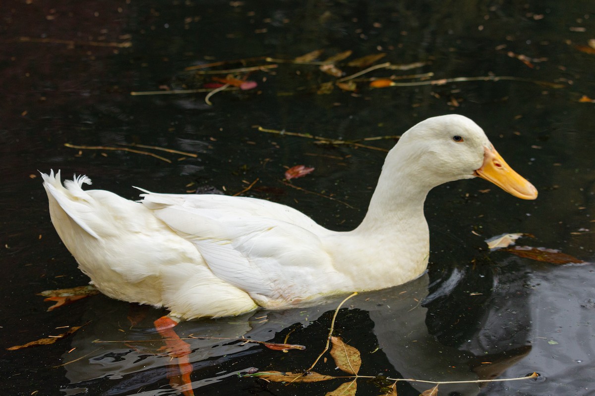 Mallard (Domestic type) - ML645167965