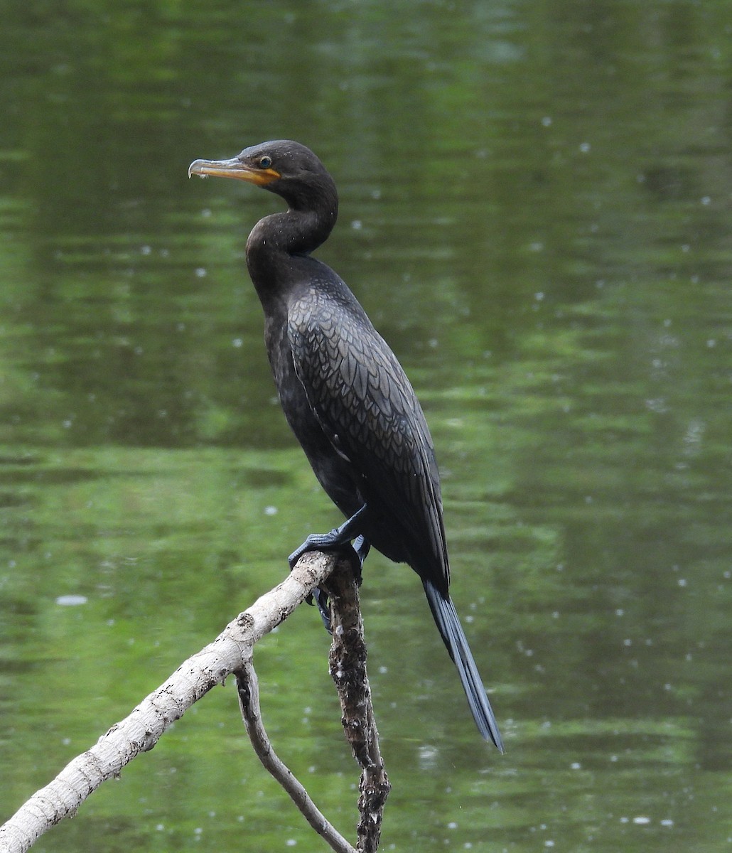 Neotropic Cormorant - ML645167972
