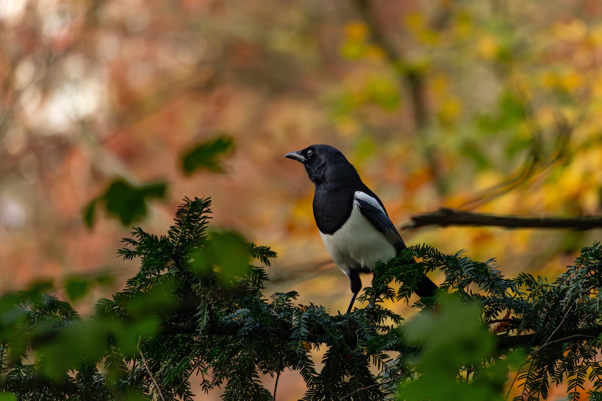 Eurasian Magpie - ML645167974