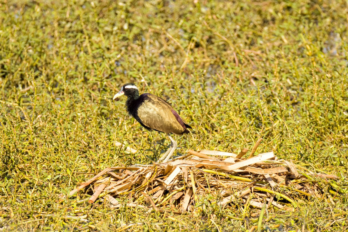 Bronze-winged Jacana - ML645167976