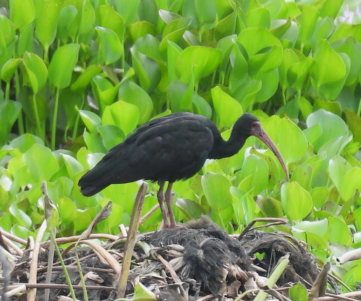 Bare-faced Ibis - ML645167979
