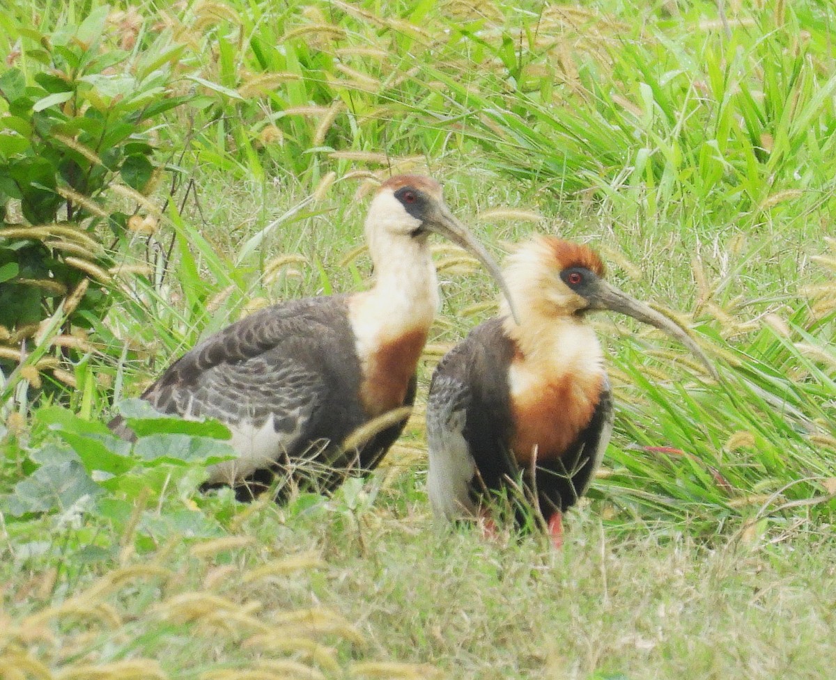 Buff-necked Ibis - ML645167989