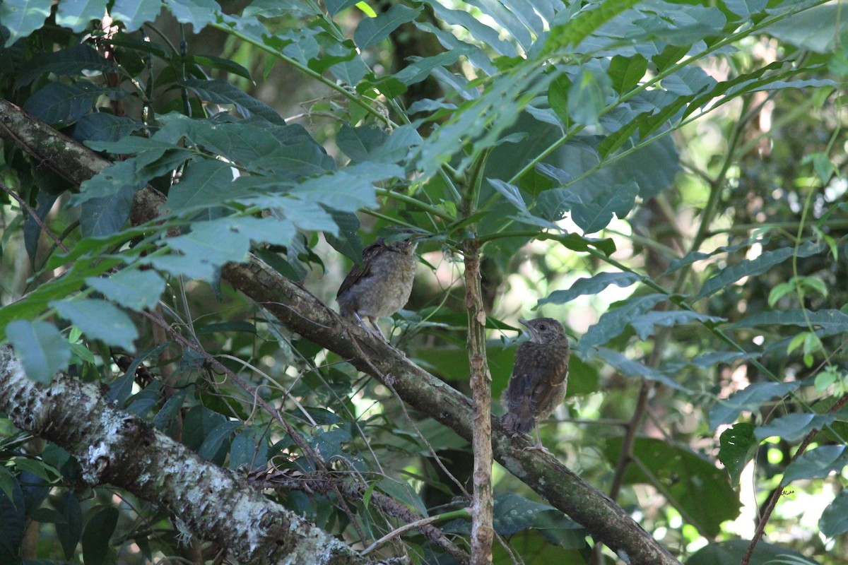 Pale-breasted Thrush - ML645167990