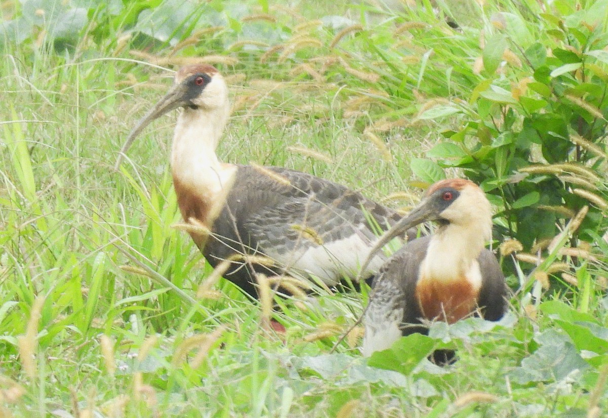 Buff-necked Ibis - ML645167995