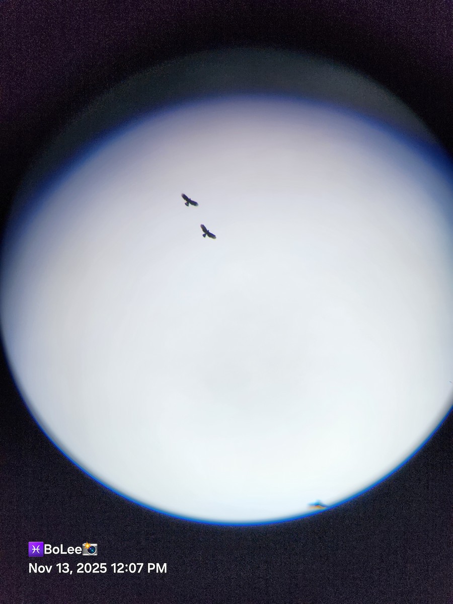 hákozobec neotropický - ML645167996