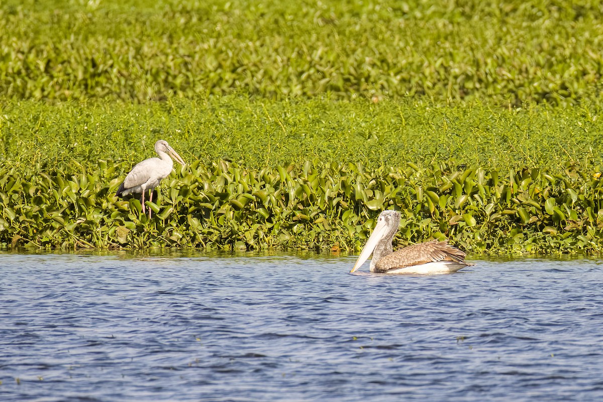 Пестроклювый пеликан - ML645167998
