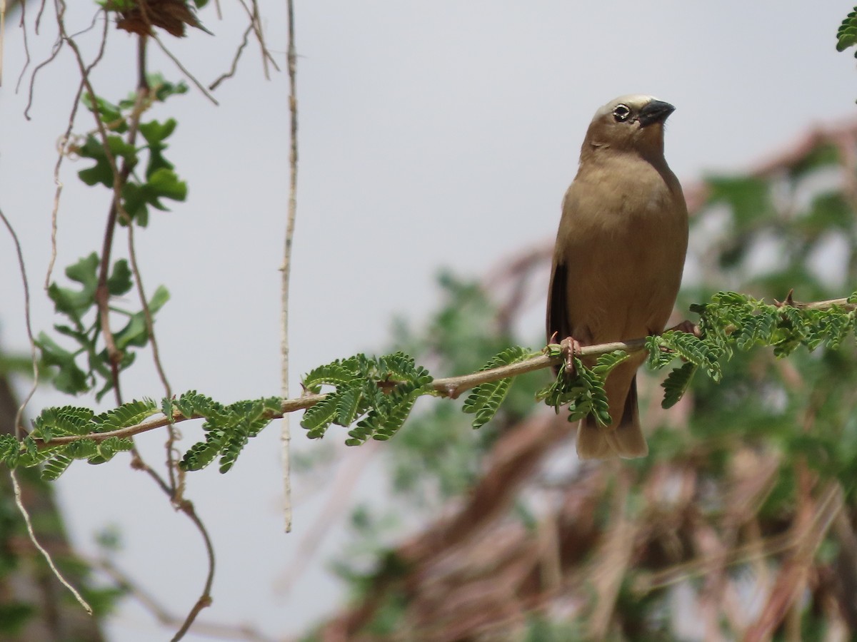 Républicain d'Arnaud - ML645167999