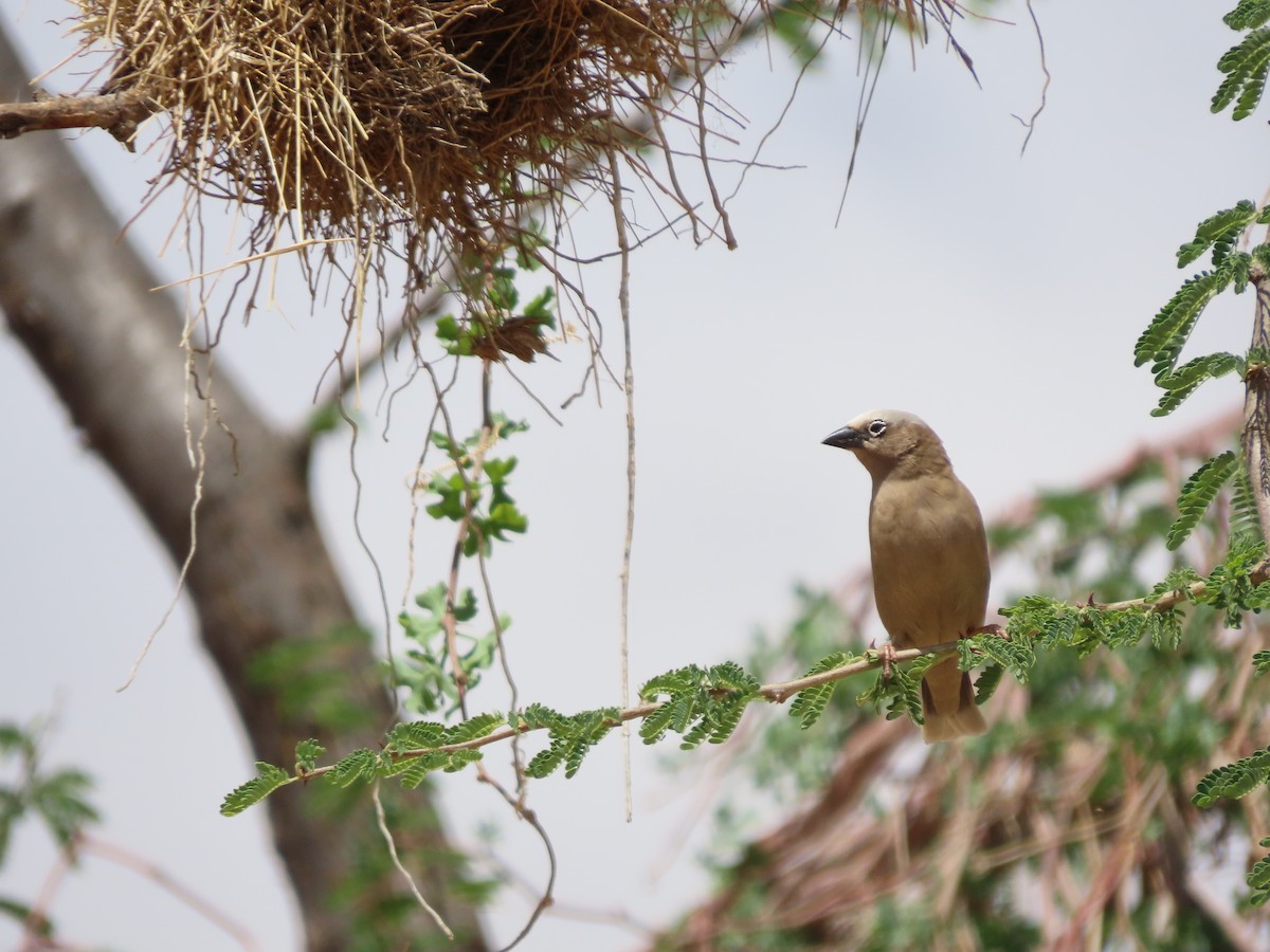 Républicain d'Arnaud - ML645168000