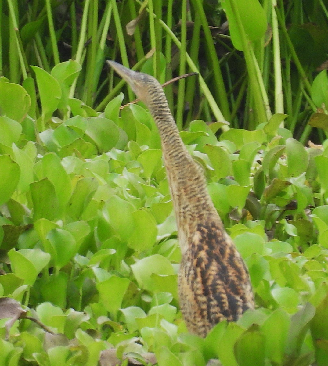 Pinnated Bittern - ML645168006