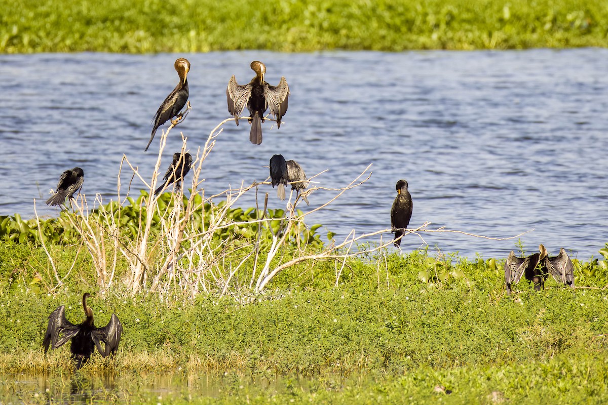Oriental Darter - ML645168007