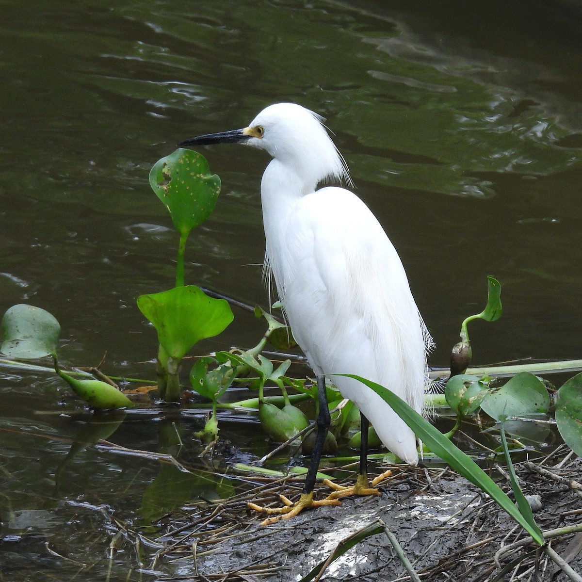 לבנית אמריקנית - ML645168017