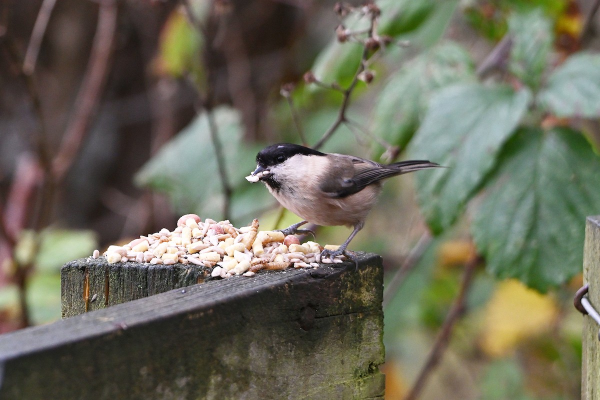 Пухляк - ML645168020