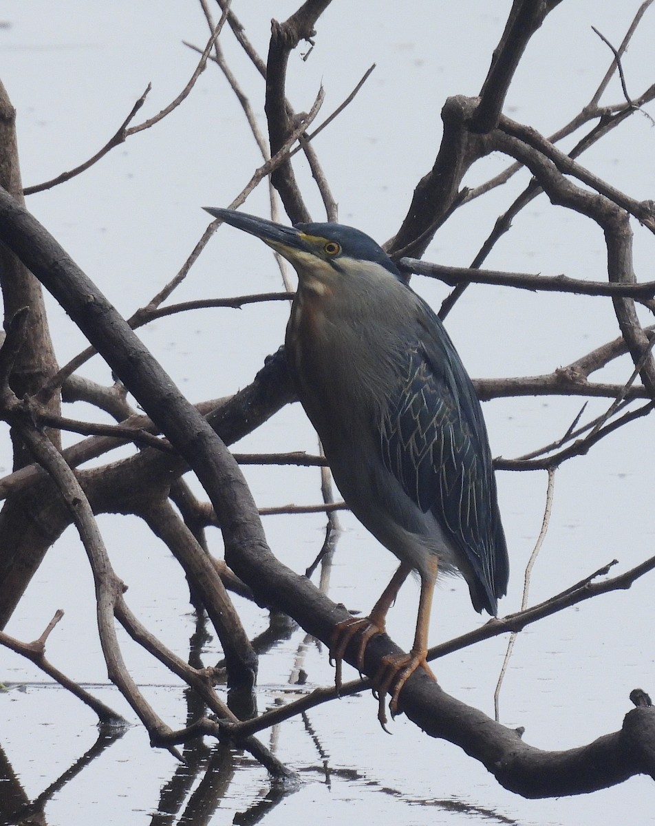 אנפית דרום אמריקנית - ML645168027