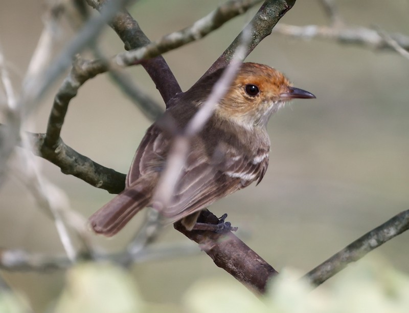 Fulvous-faced Scrub-Tyrant - ML645168030