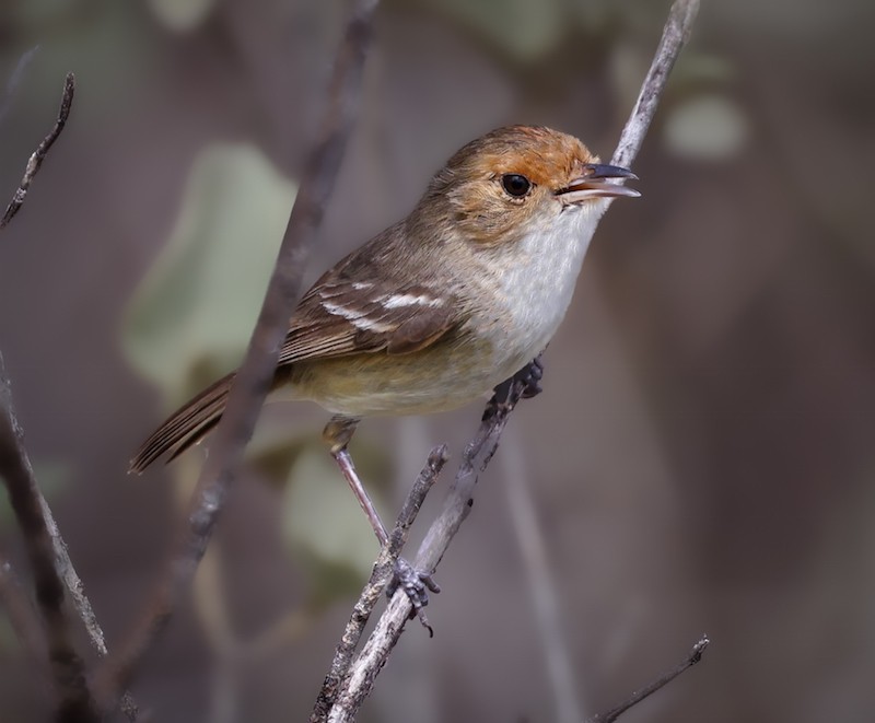 Fulvous-faced Scrub-Tyrant - ML645168031