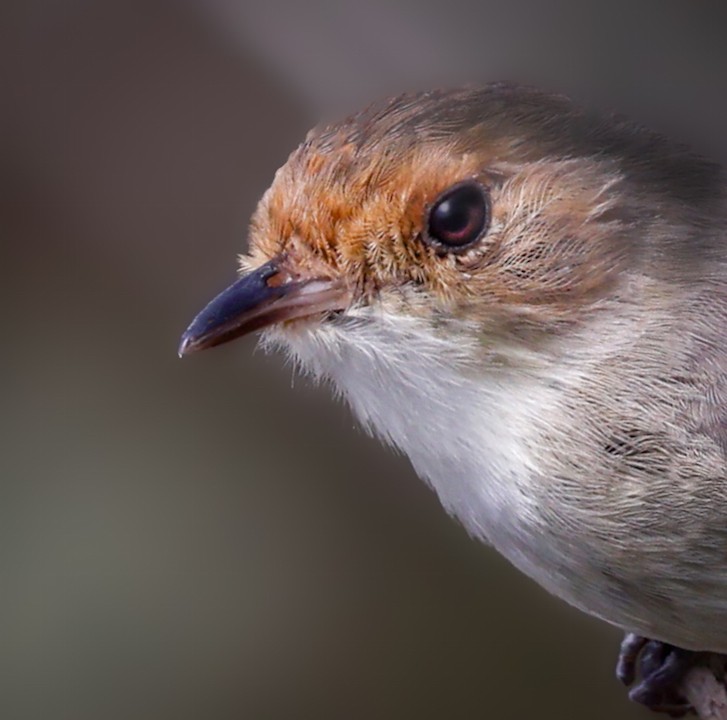 Fulvous-faced Scrub-Tyrant - ML645168032