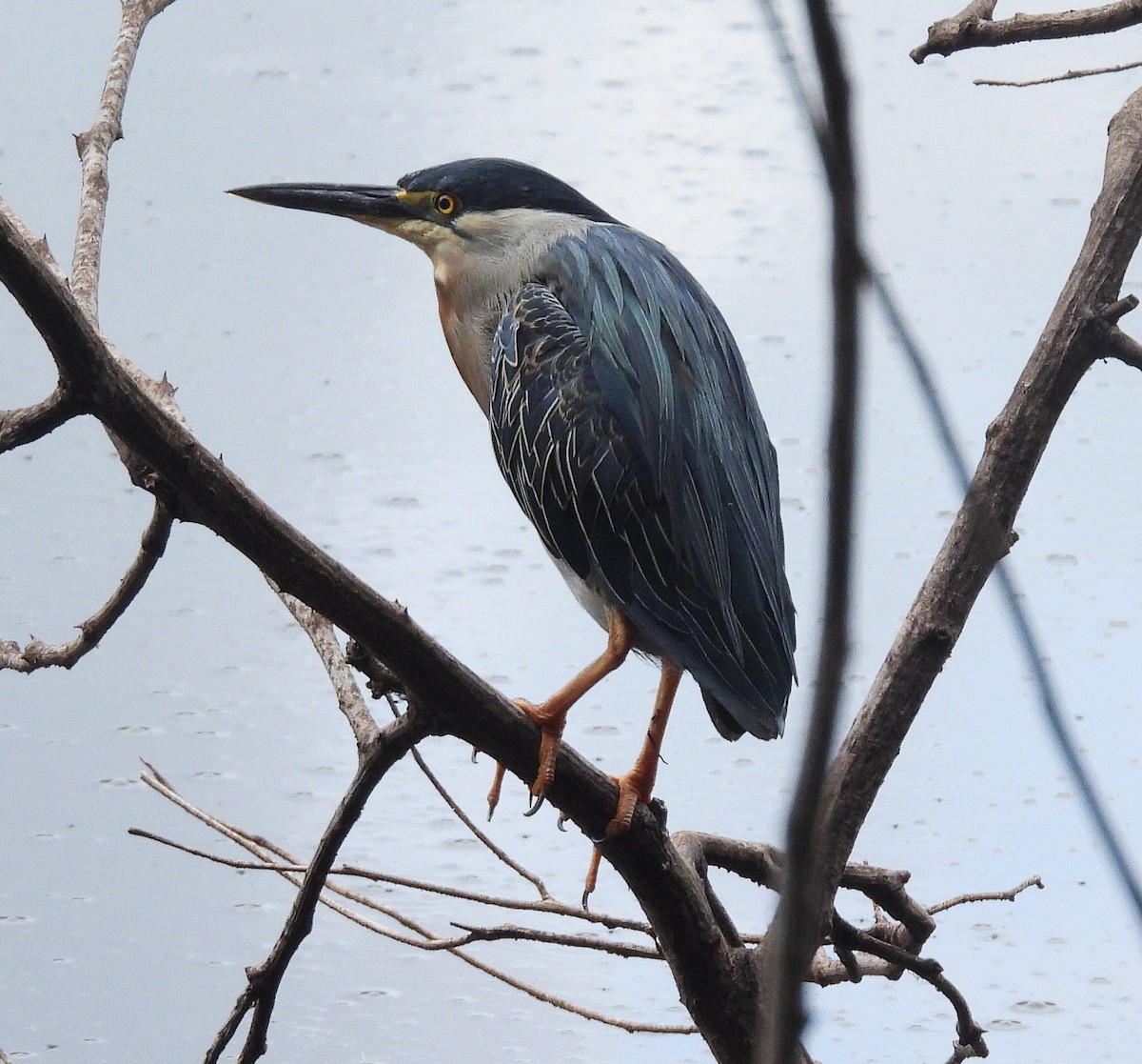 אנפית דרום אמריקנית - ML645168035