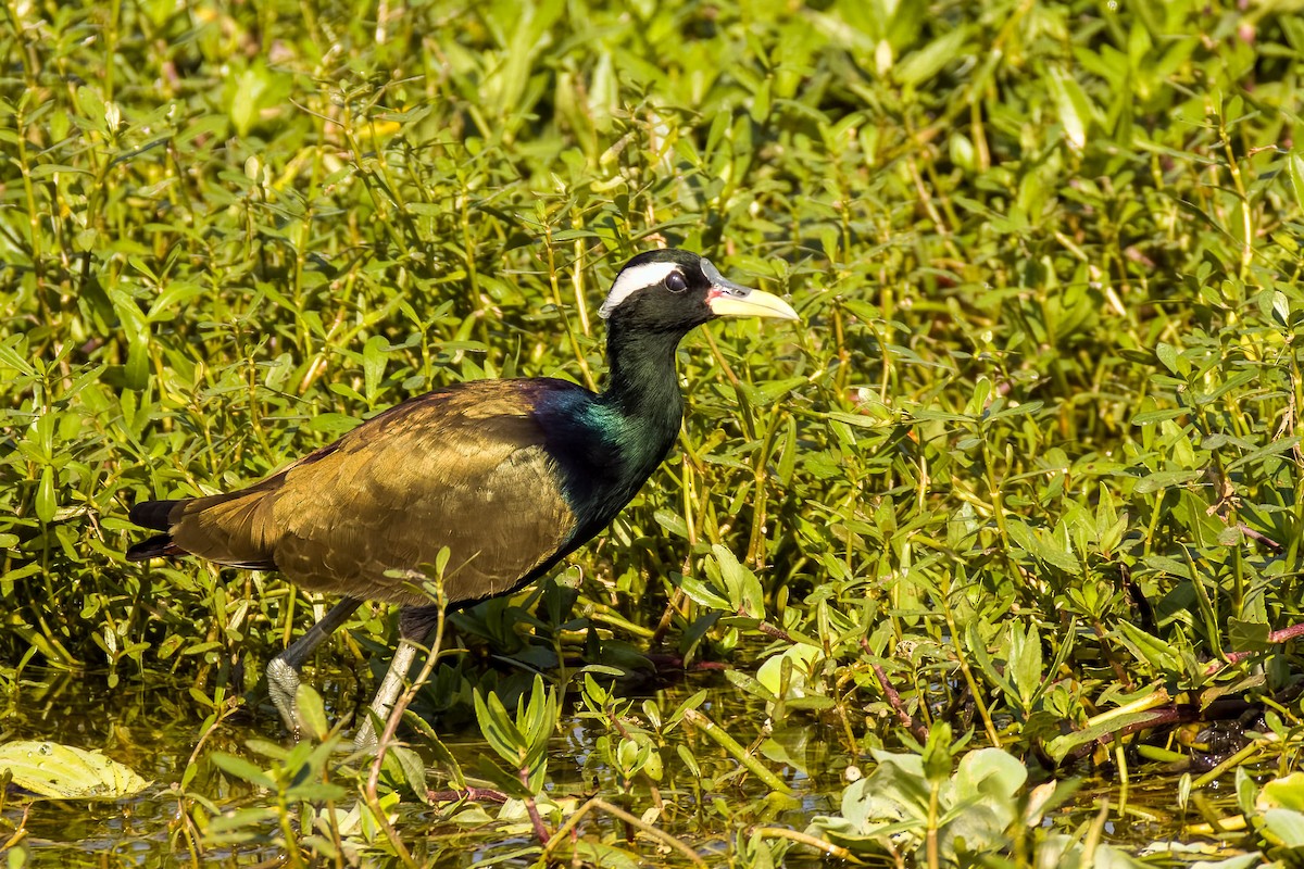 Bronze-winged Jacana - ML645168038