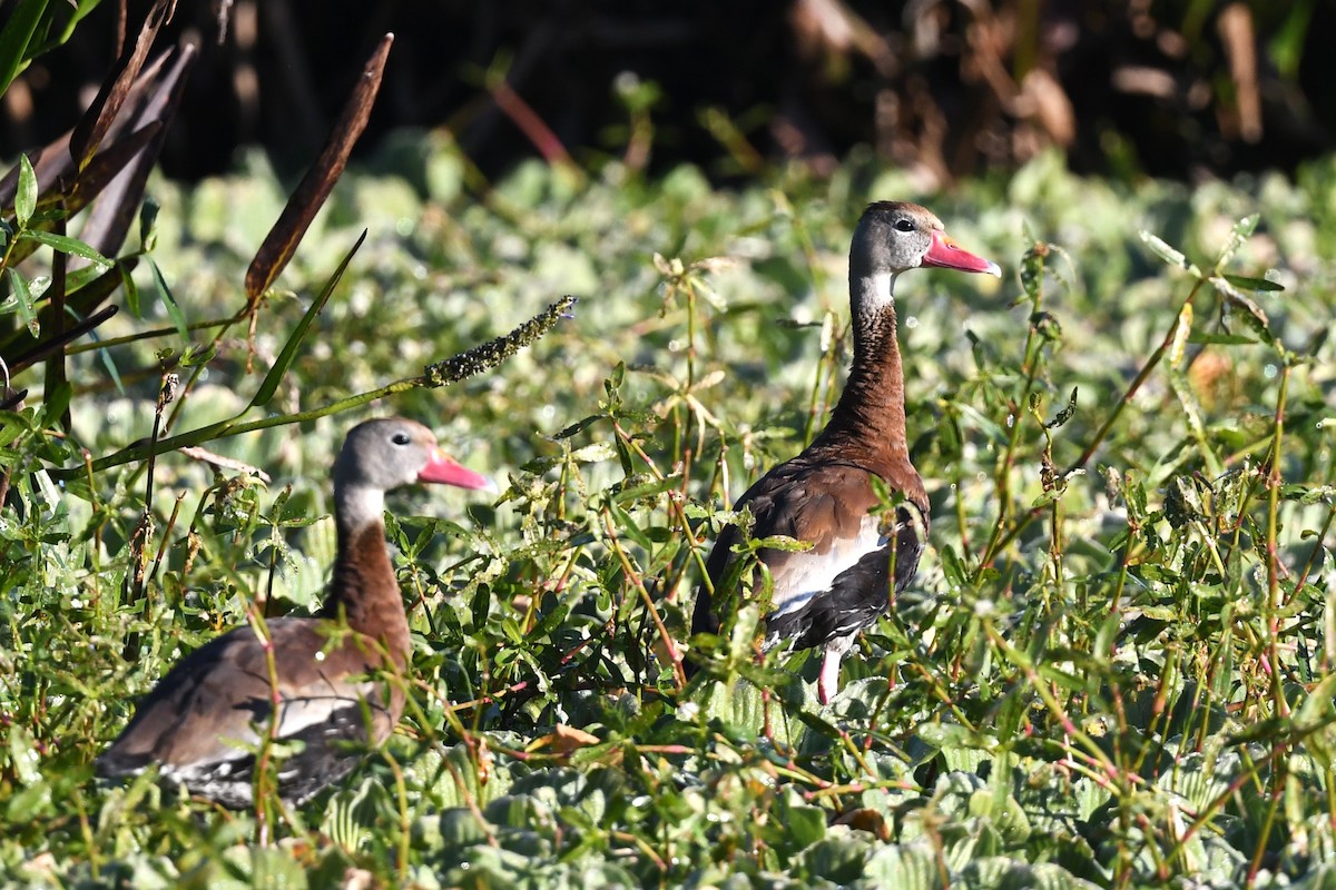 Black-bellied Whistling-Duck - ML645168041
