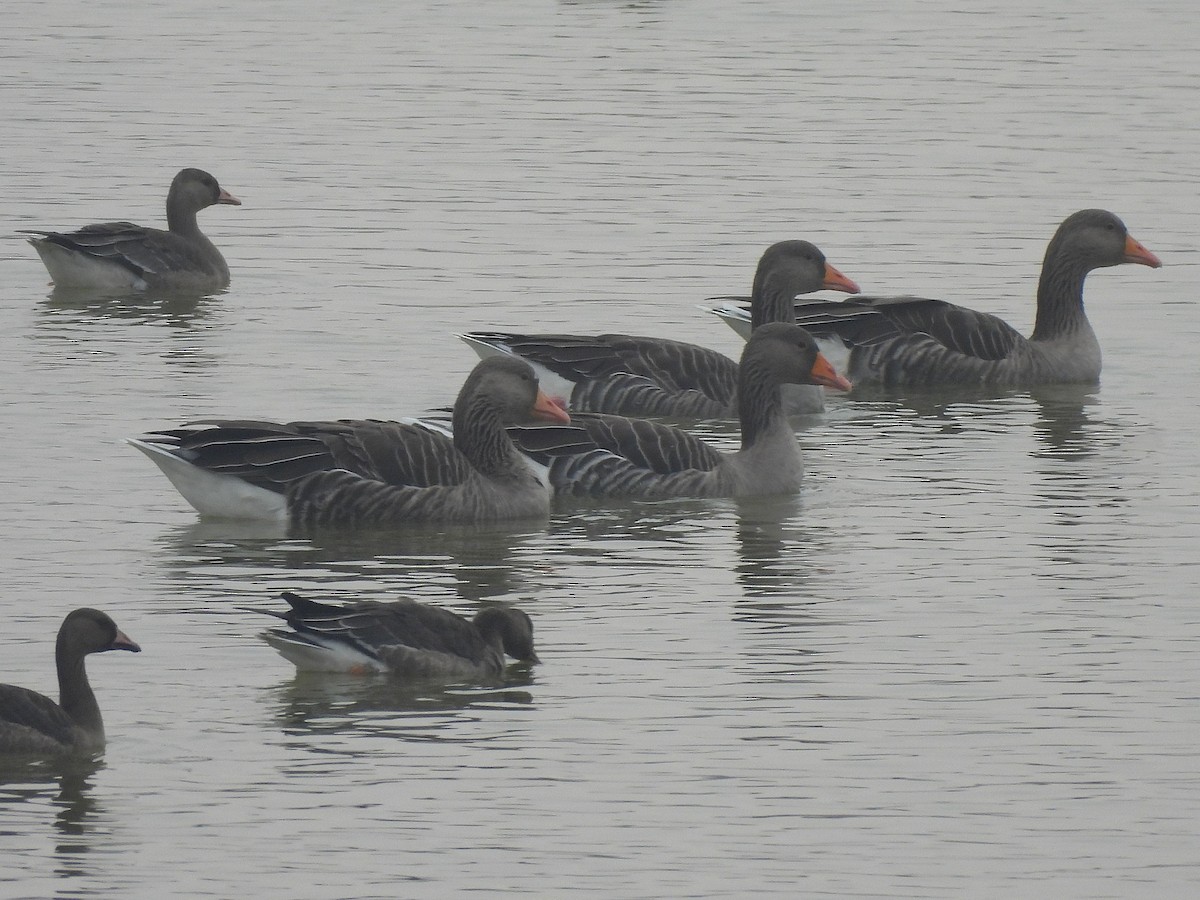 Graylag Goose - ML645168045