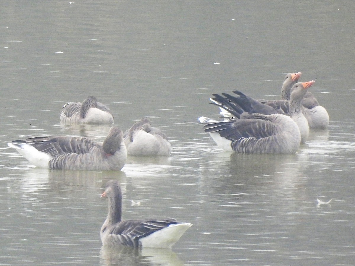 Graylag Goose - ML645168046
