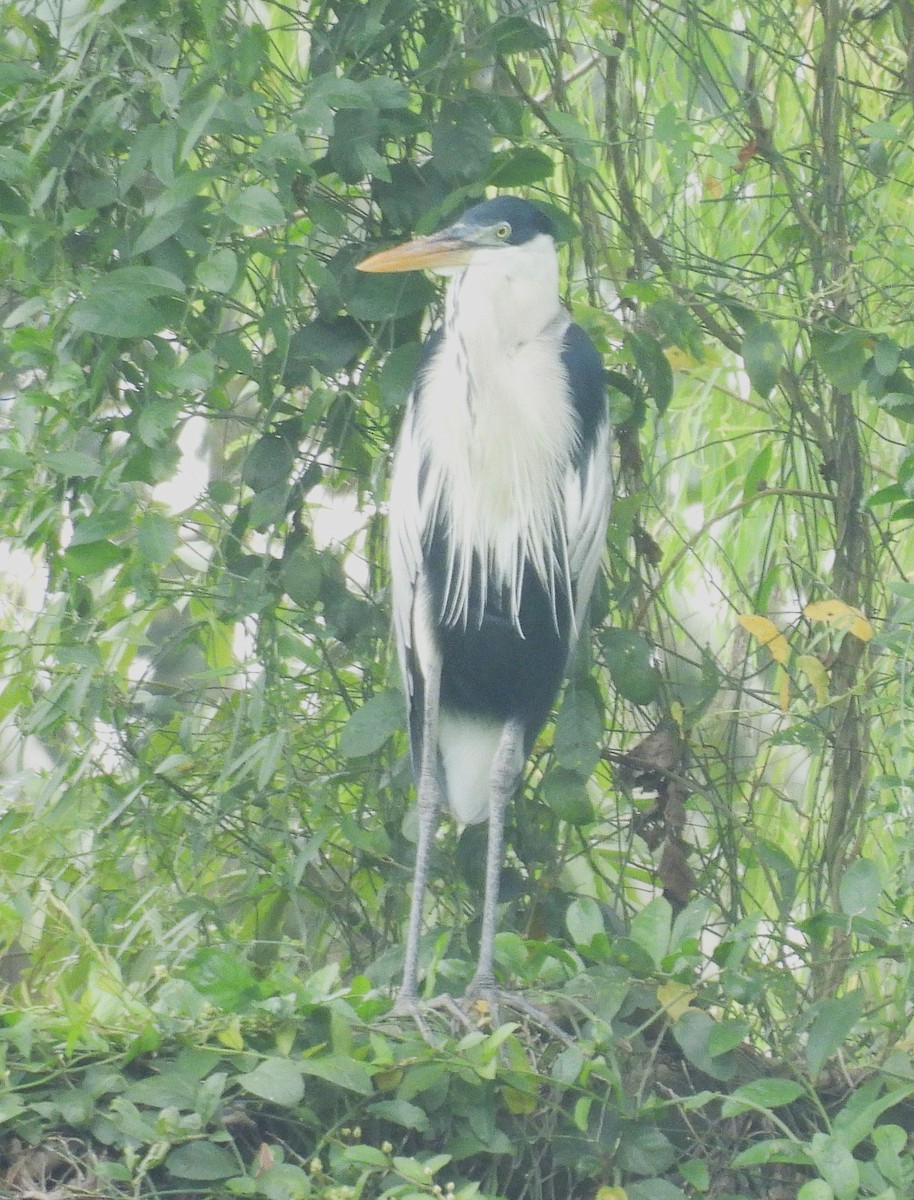 Cocoi Heron - ML645168047