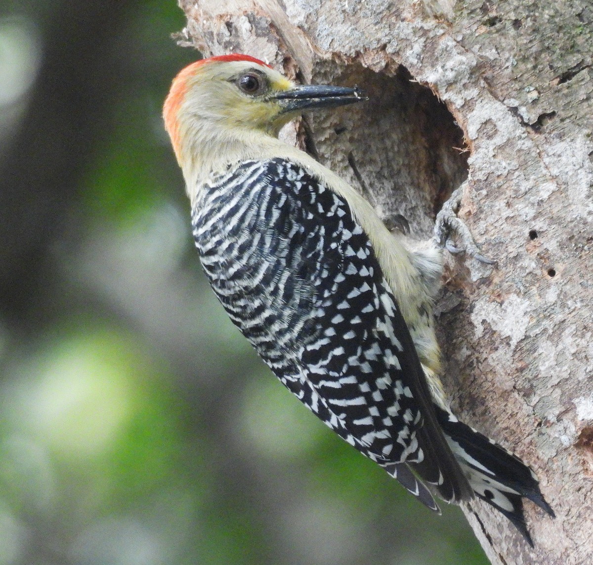 Red-crowned Woodpecker - ML645168061
