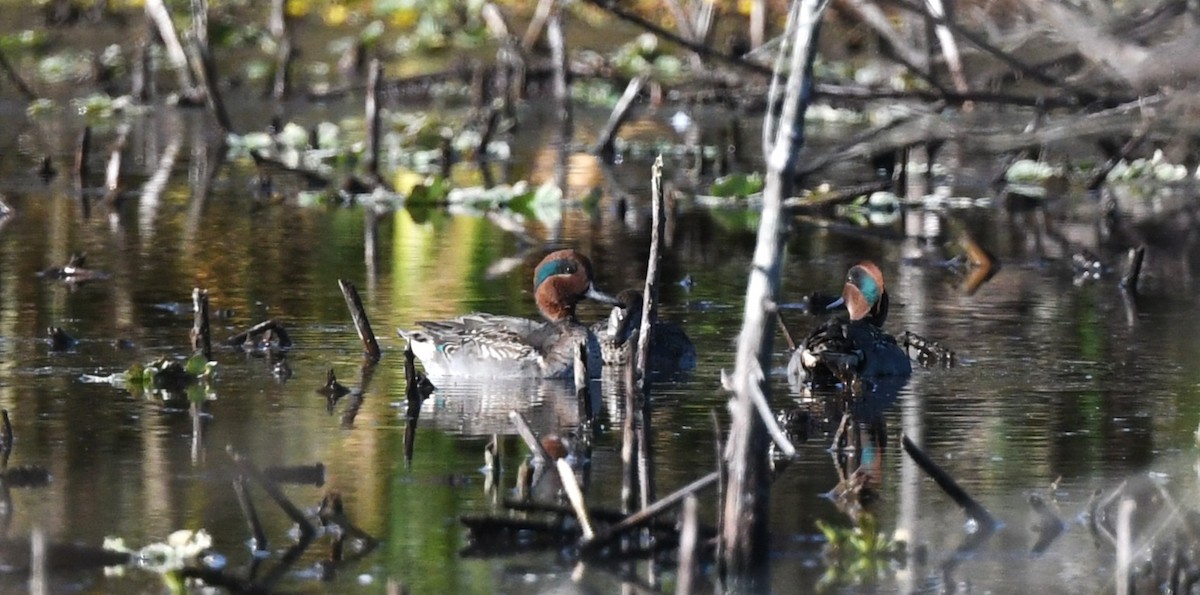 Green-winged Teal - ML645168070