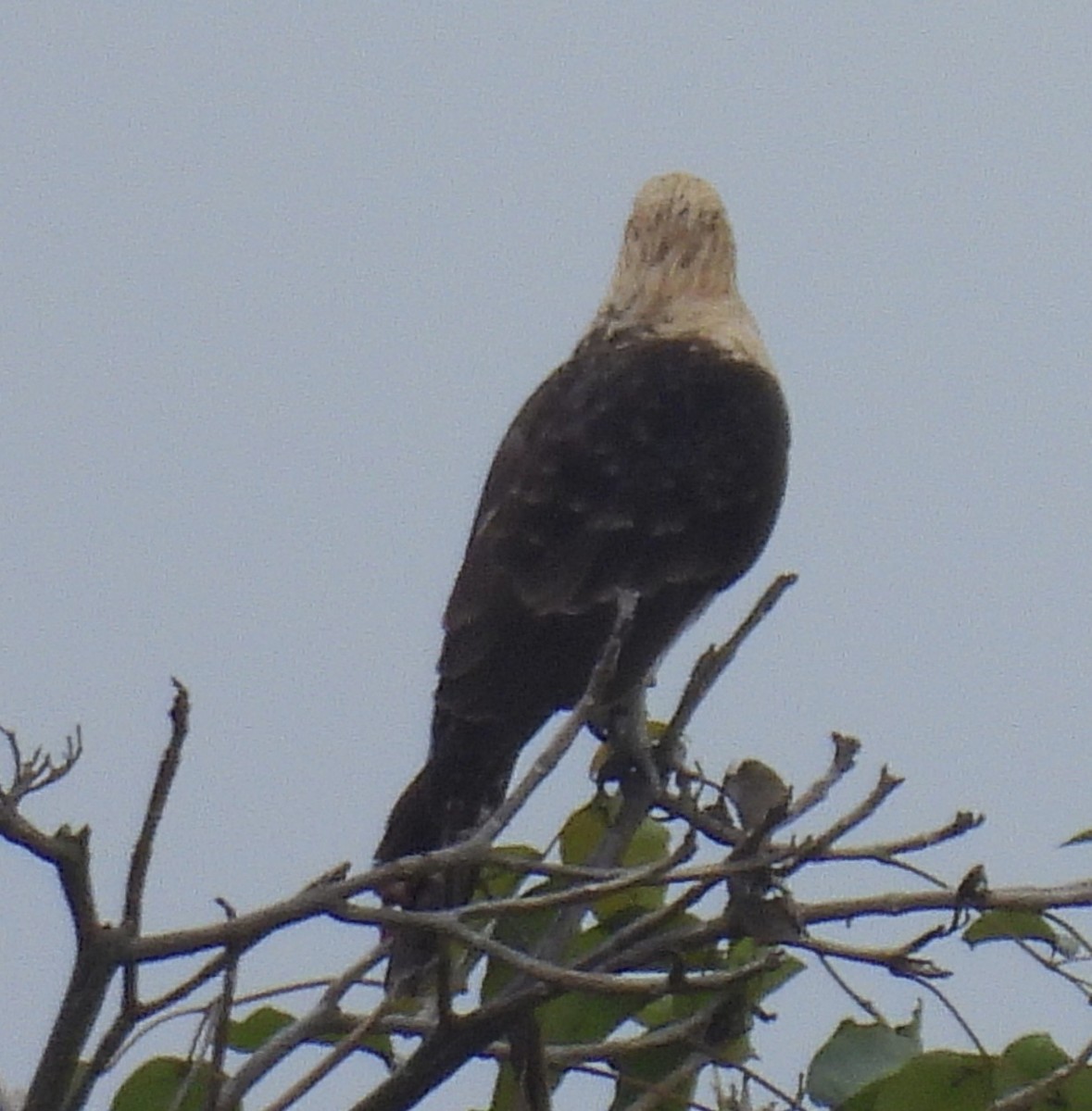 Yellow-headed Caracara - ML645168075