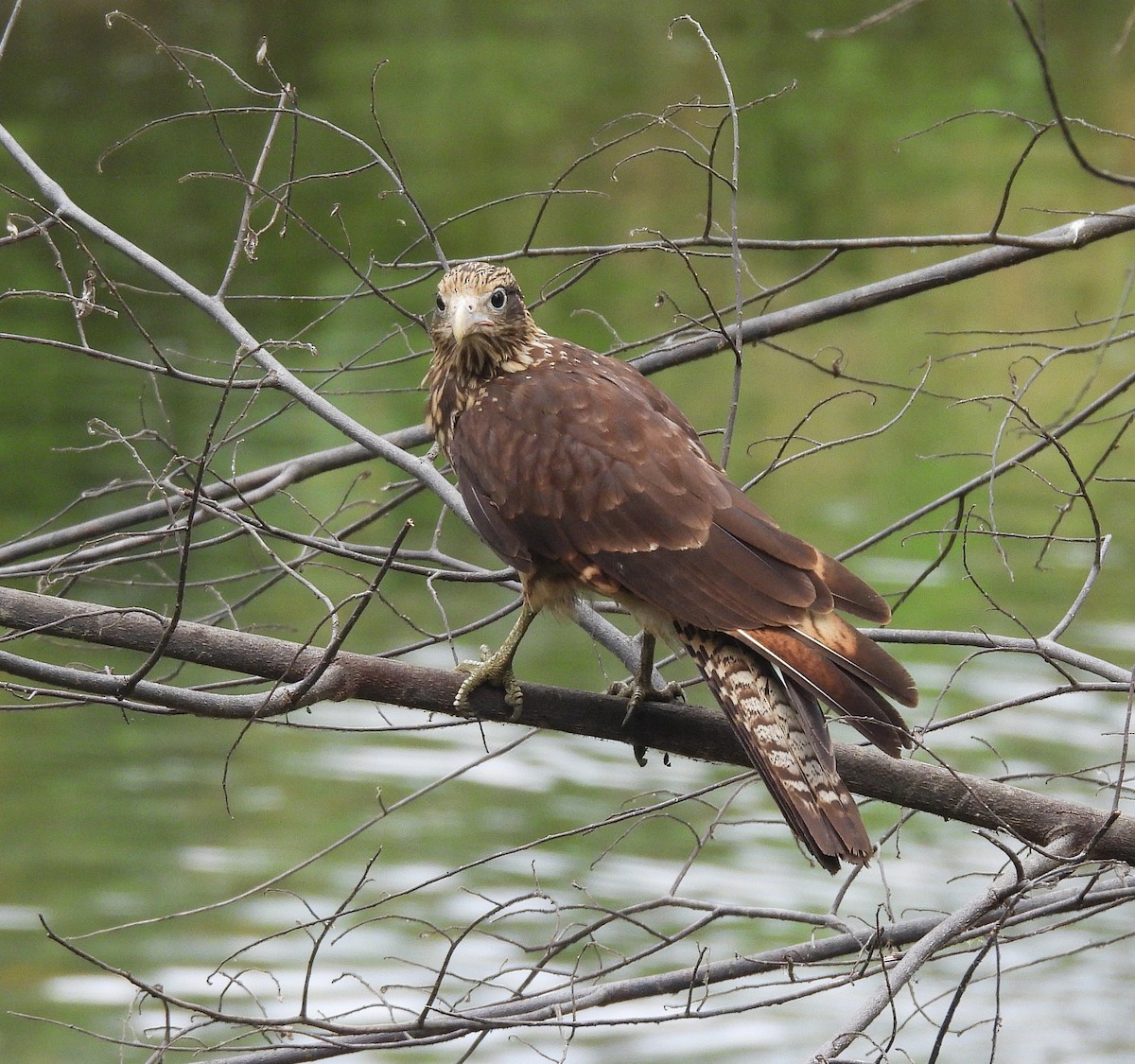 Yellow-headed Caracara - ML645168079