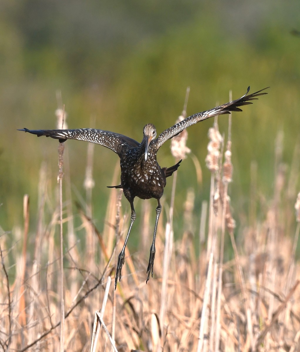 Limpkin - ML645168081