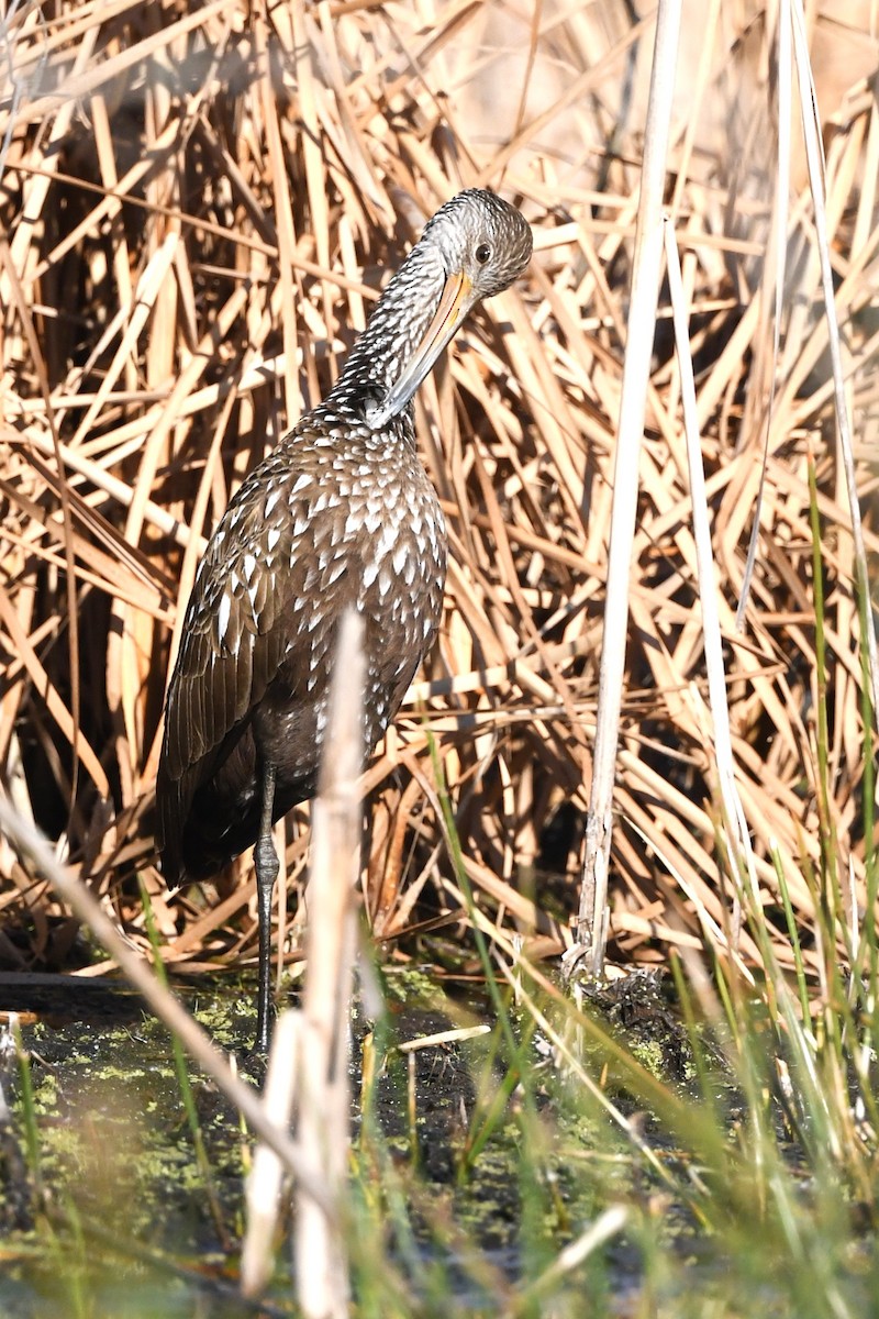 Limpkin - ML645168082