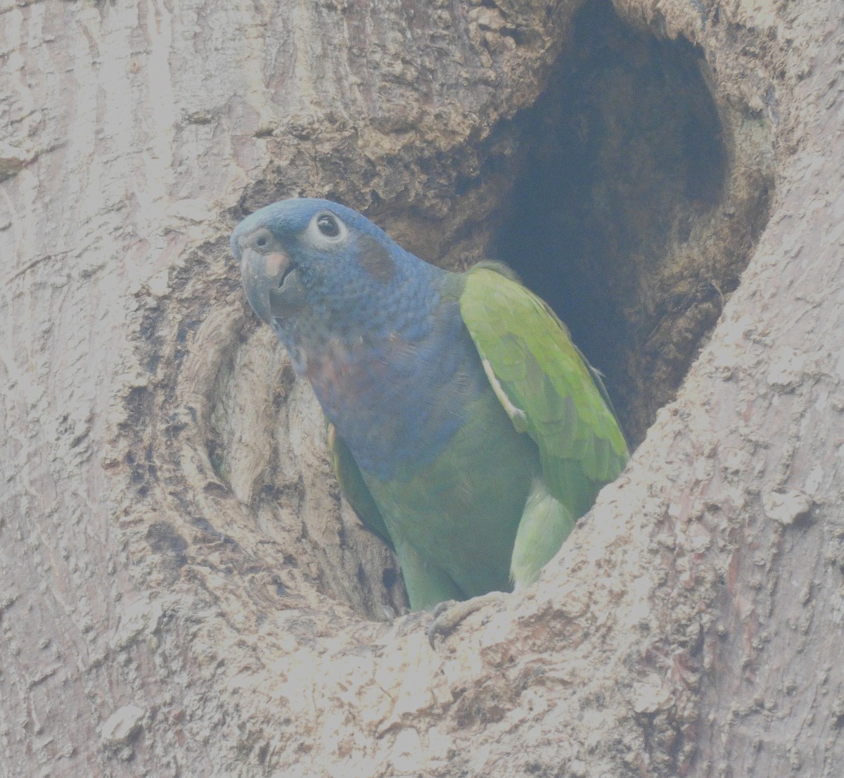 Blue-headed Parrot - ML645168088